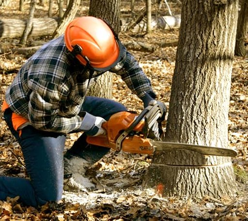 Tree Removal in Saluda, NC